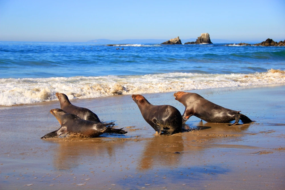 Pacific Marine Mammal Center representing community and environmental involvement.