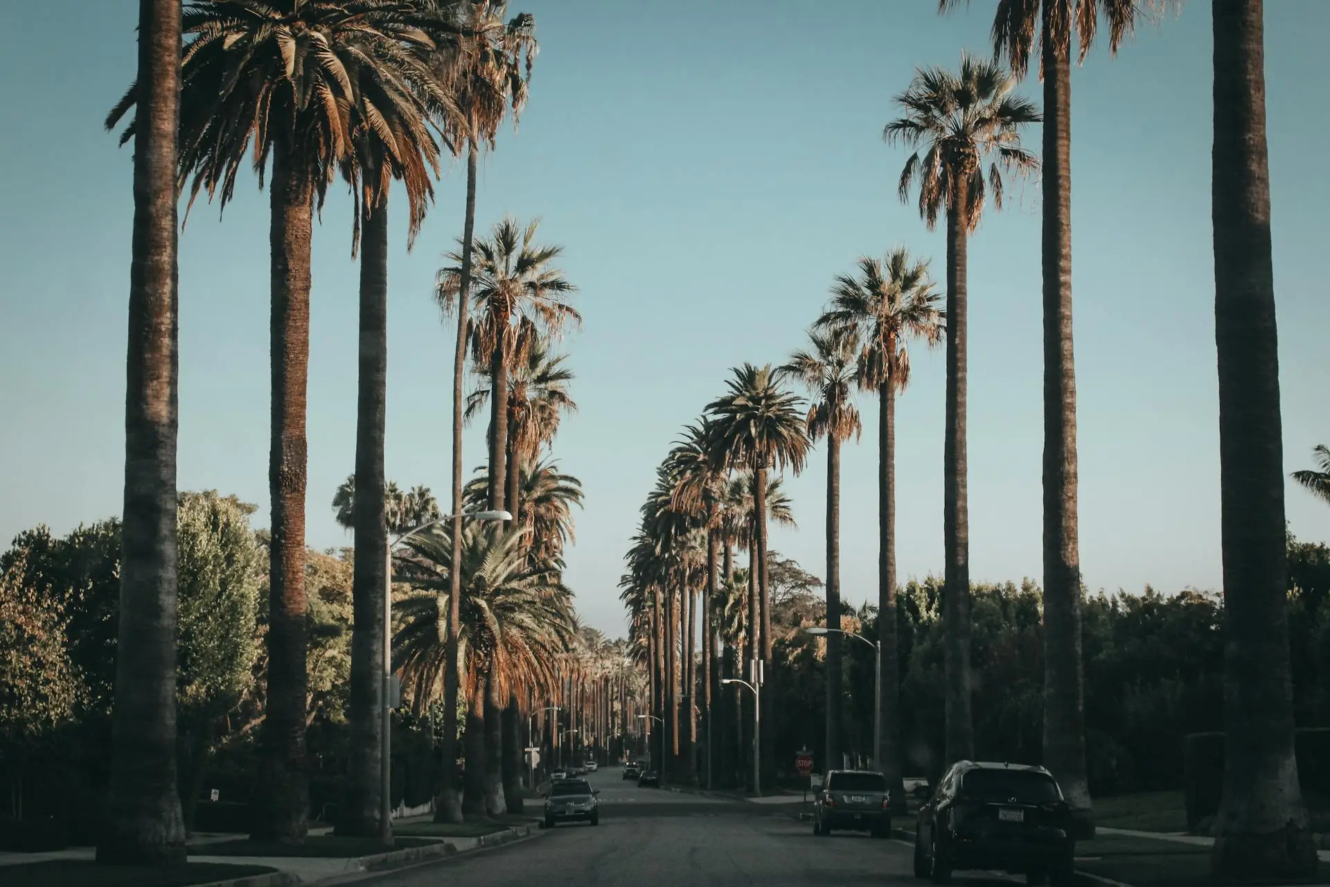 Street with palm trees